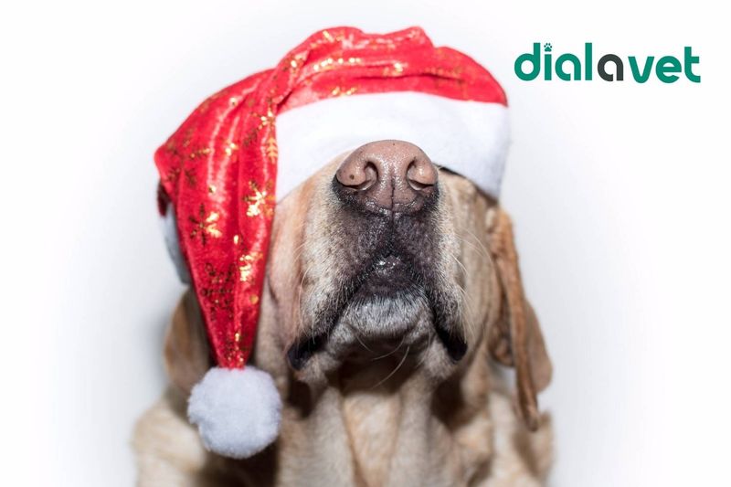 Deramaxx For Dogs Uses, Dosage & Side Effects